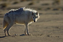 Adult Arctic wolf (Canis lupus) Ellesmere Island, Nunavut, Canada, June 2008