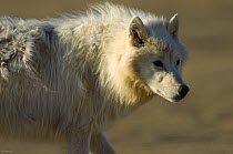 Adult Arctic wolf (Canis lupus) Ellesmere Island, Nunavut, Canada, June 2008. Taken on location for BBC series, Frozen Planet, Summer
