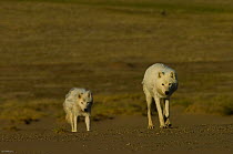 Two adult Arctic wolves (Canis lupus) on tundra, Ellesmere Island, Nunavut, Canada, June 2008. Taken on location for BBC series, Frozen Planet, Summer