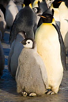 Emperor penguin (Aptenodytes forsteri) adult and chick in colony, Cape Crozier, Antarctica, November 2009. Taken on location for BBC series, Frozen Planet, Spring.
