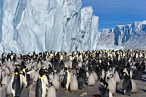 Emperor penguin (Aptenodytes forsteri) adults and chicks in large colony beside ice cliff, Cape Crozier, Antarctica, November 2009. Taken on location for BBC series, Frozen Planet, Spring.