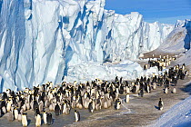 Emperor penguin (Aptenodytes forsteri) adults and chicks in colony beside ice cliff, Cape Crozier, Antarctica, November 2009. Taken on location for BBC series, Frozen Planet, Spring.