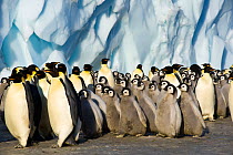 Emperor penguin (Aptenodytes forsteri) adults and chicks walking in colony beside ice cliff, Cape Crozier, Antarctica, November 2009. Taken on location for BBC series, Frozen Planet, Spring.