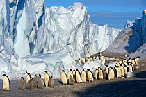 Emperor penguin (Aptenodytes forsteri) adults and chicks walking in line beside ice cliff, Cape Crozier, Antarctica, November 2009. Taken on location for BBC series, Frozen Planet, Spring.