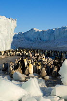 Emperor penguin (Aptenodytes forsteri) adults and chicks in colony beside ice cliff, Cape Crozier, Antarctica, November 2009. Taken on location for BBC series, Frozen Planet, Spring.