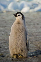 Emperor penguin (Aptenodytes forsteri) chick, Cape Crozier, Antarctica, November 2009. Taken on location for BBC series, Frozen Planet, Spring.