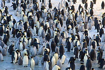 Emperor penguin (Aptenodytes forsteri) adults and chicks in colony, Cape Crozier, Antarctica, November 2009. Taken on location for BBC series, Frozen Planet, Spring.