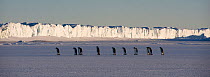 Emperor penguin (Aptenodytes forsteri) adults walking in line across ice with ice cliff in the background, Cape Crozier, Antarctica, November 2009. Taken on location for BBC series, Frozen Planet, Spr...