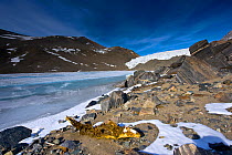 Dessicated Weddell seal (Leptonychotes weddellii) alongside Lake Hoare, Dry Vallets, Antarctica, December 2009. These seals are over 50 miles from the current ocean - no-one knows how they got where t...