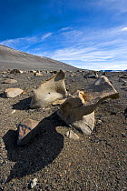 Ventefact, wind shaped rocks, in the Dry Valleys, Antarctica, December 2009. Taken on location for the BBC series, Frozen Planet.