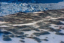 Aerial view of huge colony of Adelie penguins (Pygoscelis adeliae) Antarctica, November 2008. Taken on location for the BBC series, Frozen Planet.