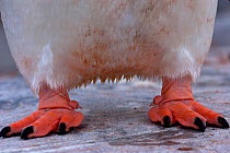 Close up of feet of Gentoo penguin (Pygoscelis papua) showing sharp claws, Antarctica, November 2008,  Taken on location for the BBC series, Frozen Planet.