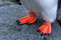Close up of feet of Gentoo penguin (Pygoscelis papua) showing sharp claws, Antarctica, November 2008,  Taken on location for the BBC series, Frozen Planet.