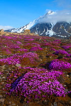 Purple Saxifrage (Saxifraga oppositifolia) in flower on Svalbard, Spitzbergen, Norwiegan Arctic, July 2009, Taken on location for the BBC series, Frozen Planet.