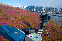 Camera filming Purple Saxifrage (Saxifraga oppositifolia) in flower, Svalbard, Spitzbergen, Norwiegan Arctic, July 2009, Taken on location for the BBC series, Frozen Planet.