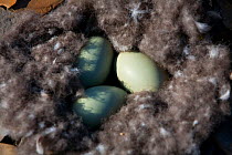 Eggs of Common Eider duck (Somateria mollissima) in down nest on Svalbard, Spitzbergen, Norway, July 2009. The down surrounding the eggs is collected and sold to markets as duck down, Taken on locatio...