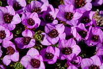 Purple Saxifrage (Saxifraga oppositifolia) in flower, Svalbard, Spitzbergen, Norwiegan Arctic, July 2009, Taken on location for the BBC series, Frozen Planet.
