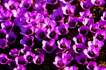 Purple Saxifrage (Saxifraga oppositifolia) in flower, Svalbard, Spitzbergen, Norwegian Arctic, July 2009. Taken on location for the BBC series, Frozen Planet.