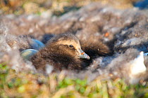 Newly hatched chicks of Common eider duck (Somateria mollissima) in nest, Svalbard, Spitzbergen, Norway, July 2009. Taken on location for the BBC series, Frozen Planet.