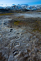 Polar Bear (Ursus maritimus) tracks in moraine mud at head of glacier, Svalbard, Spitzbergen, Norway, July 2009. Taken on location for the BBC series, Frozen Planet.