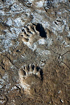 Polar Bear (Ursus maritimus) tracks in moraine mud at head of glacier, Svalbard, Spitzbergen, Norway, July 2009, Taken on location for the BBC series, Frozen Planet.