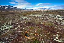 Abandoned foot trap left by fox trappers, Svalbard, Spitzbergen, Norway, July 2009. Taken on location for the BBC series, Frozen Planet.