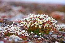 Arctic flowers, Whitlow grass (Draba cinerea) Svalbard, Spitzbergen, Norway, July 2009. Taken on location for the BBC series, Frozen Planet.