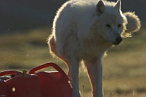 Wild Arctic wolf (Canis lupus) marking fuel containers in camp during filming of Frozen Planet, Ellesmere Island, Nunavut, Canada, June 2008, Taken on location for the BBC series, Frozen Planet.