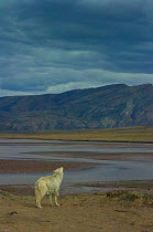 Adult Arctic wolf (Canis lupus) howling on tundra landscape, Ellesmere Island, Nunavut, Canada, June 2008, Taken on location for the BBC series, Frozen Planet.