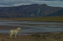 Adult Arctic wolf (Canis lupus) howling on tundra landscape, Ellesmere Island, Nunavut, Canada, June 2008, Taken on location for the BBC series, Frozen Planet.