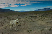 Adult Arctic wolf (Canis lupus) in tundra landscape, Ellesmere Island, Nunavut, Canada, June 2008, Taken on location for the BBC series, Frozen Planet.