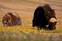 Musk Ox (Ovibos moschatus) grazing on tundra, Ellesmere Island, Nunavut, Canada, June 2008. Taken on location for the BBC series, Frozen Planet.