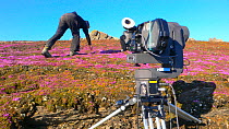 Cameraman Warwick Sloss filming Purple Saxifrage (Saxifraga oppositifolia) in flower on Svalbard, Spitzbergen, Norwiegan Arctic, July 2009. Taken on location for the BBC series, Frozen Planet.