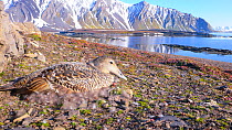 Common Eider duck (Somateria mollissima) nesting amongst Purple Saxifage (Saxifraga oppositifolia) on Svalbard, Spitzbergen, Norway July 2009. The down feathers lining the nest are collected and sold...