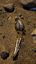 Skeleton of dessicated Weddell Seal (Leptonychotes weddellii) alongside Lake Hoare, Dry Valleys, Antarctica, December 2009, Taken on location for the BBC series, Frozen Planet.