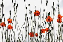 Long-headed Poppy (Papaver dubium) flowers and seedheads  against sky, growing on wasteland next to car-park, Calne, Wiltshire, UK, June. SPECIALLY COMMENDED, In Praise of Plants category, WILDLIFE PH...