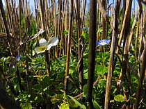 Field pansy (Viola arvensis)  and Common field speedwell (Veronica persica) reaching upwards towards the light amongst the stubble of a harvested barley field. Feltwell, Norfolk, UK, October. Highly...