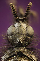 Head of female St. Marks fly (Bibio marci) showing normal sized compound eyes.  Feltwell, Norfolk, UK