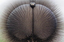 Close-up view of the upward-looking giant dorsal compound eyes of the St Marks fly (Bibio marci) used to detect female flies flying above. Like many insects the eyes are "hairy". Feltwell, Norfolk, UK...