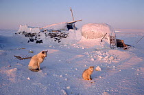 Traditional turf house with ice porch still used as hunters shelter. Igloolik, Nunavut, Canada, 1993. 40 BELOW bookplate.