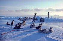 Inuit hunter doing handstand on sea ice to celebrate successful hunt. Northwest Greenland, 1980. 40 BELOW bookplate.