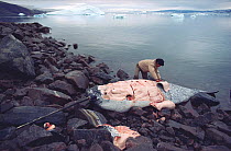 Inuit hunter flensing (removing blubber from) dead Narwhal (Monodon monoceros) near Qeqertat, Northwest Greenland, 1985. 40 BELOW bookplate.
