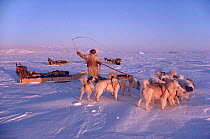 Inuit hunter using whip to control his dogs during hunting trip. Northwest Greenland, 1986. 40 BELOW bookplate.