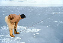 Inuit hunter on new sea ice holding line to Walrus just harpooned. Siorapaluk, Northwest Greenland. 40 BELOW bookplate.