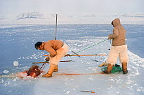 Inuit hunter hauling killed Walrus (Odobenus rosmarus) onto sea ice to butcher it. Siorapaluk, Northwest Greenland. 40 BELOW bookplate.