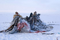 Chukchi reindeer herders preparing to put cover on Yaranga (traditional tent). Chukotskiy Peninsula, Chukotka, Siberia, Russia, 2010. 40 BELOW bookplate.