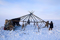 Chukchi reindeer herders putting cover on Yaranga (traditional tent). Chukotskiy Peninsula, Chukotka, Siberia, Russia, 2010. 40 BELOW bookplate.
