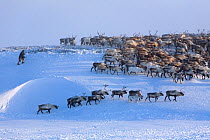 Chukchi man driving herd of Reindeer / Caribou (Rangifer tarandus) along ridge near winter pastures on the Chukotskiy Peninsula. Chukotka, Siberia, Russia, 2010. 40 BELOW bookplate.