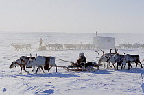 Dolgan herders travelling across tundra on sleds pulled by Reindeer / Caribou (Rangifer tarandus) during winter. Taymyr, Northern Siberia, Russia, 2004. 40 BELOW bookplate.