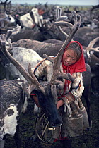 Young Nenets woman harnessing draft Reindeer / Caribou (Rangifer tarandus) in the corral. Yamal, Siberia, Russia, 1993. 40 BELOW bookplate.